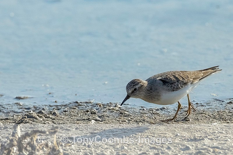 Temmincks Stint  1604-10014 - Lesvos ~ Wading Birds