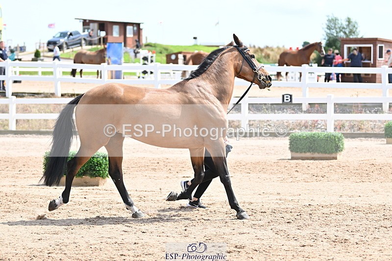 240717A-145115-02347 - Trot Up 2pm to 3pm - This folder is not in time order