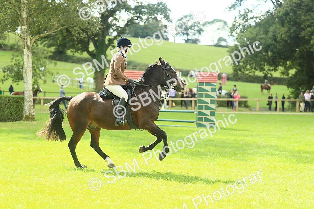 SBM_43006 - S30 - M&M Working hunter Pony