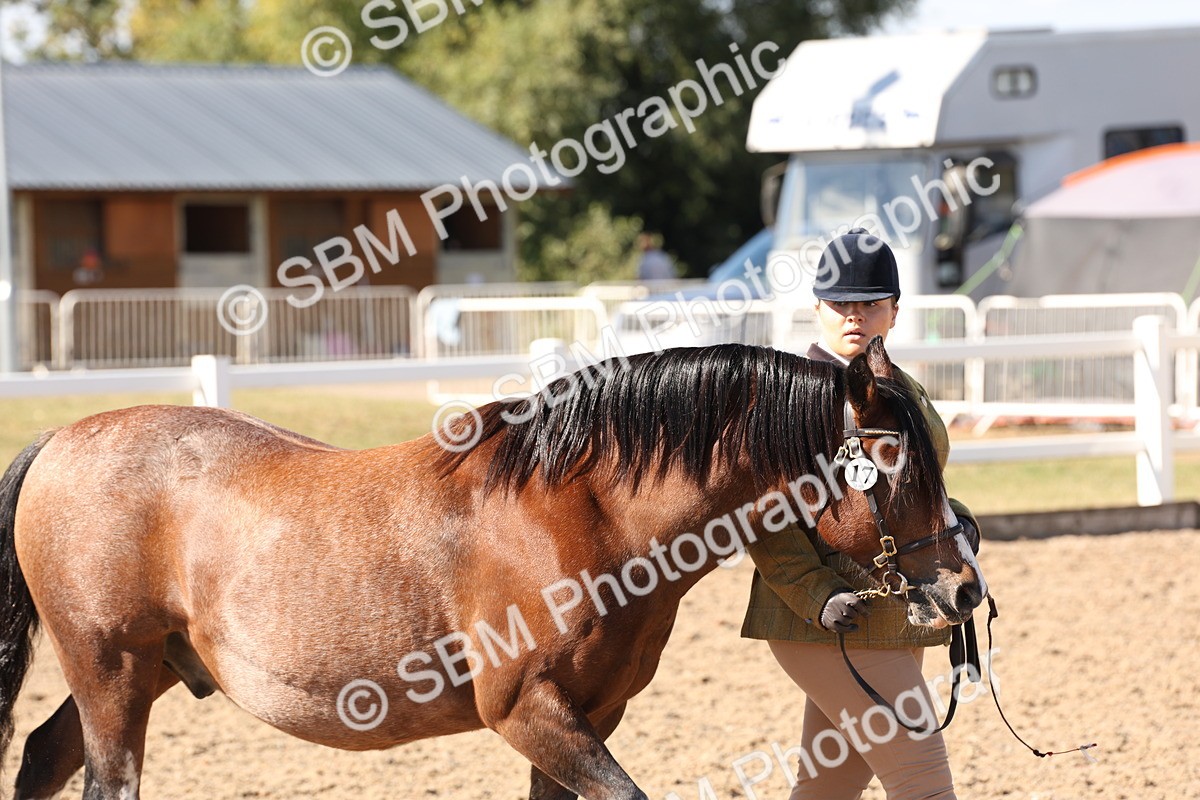 SBM_13867 - Class 205 - IH Show Pony - Show Hunter Pony