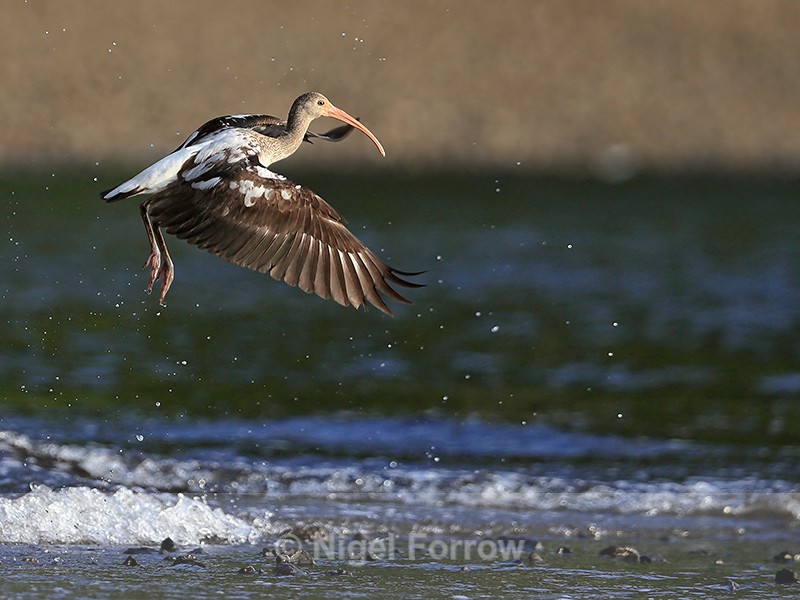 White Ibis takes off from sea, Playa Cativo Lodge, Costa Rica - White Ibis