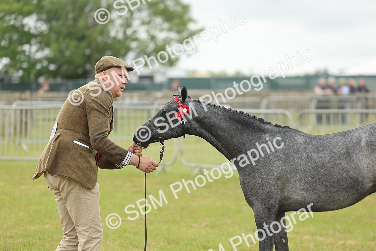 SBM_05580 - Class 68-73 - Riding Pony Breeding