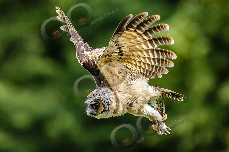 asian brown wood owl Strix leptogrammica-8586 - Owls of the World