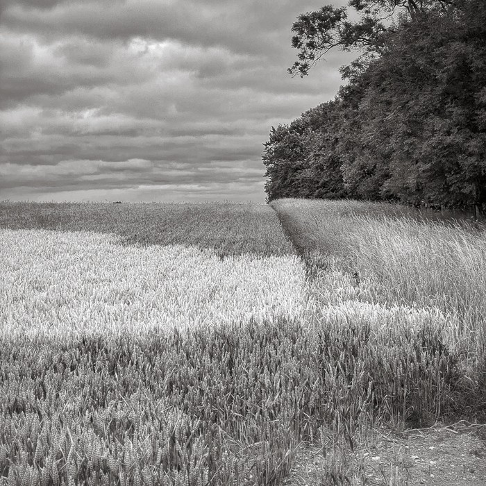  - Chase Fields