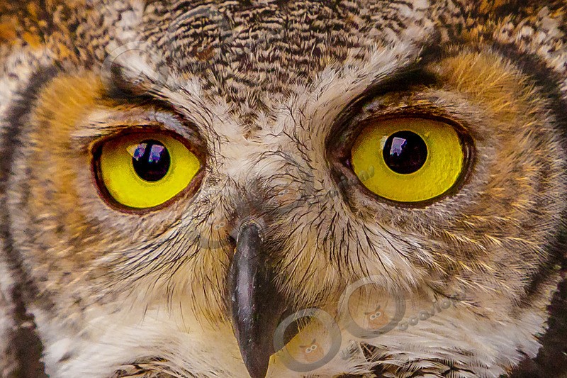 great horned owl Bubo virginianus-0029 - Owls of the World