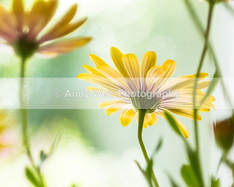 170708-untitled0028 - Plants & Flowers