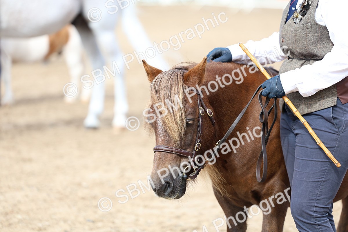 SBM_01868 - Class 18 - Handsomest Gelding - IH or Ridden