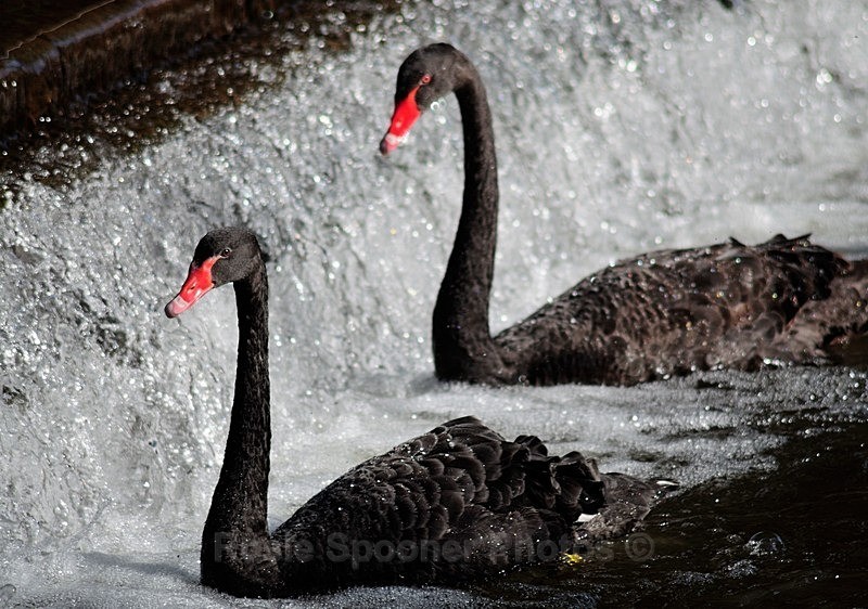 Black Swans at Dawlish - Dawlish and Black Swans
