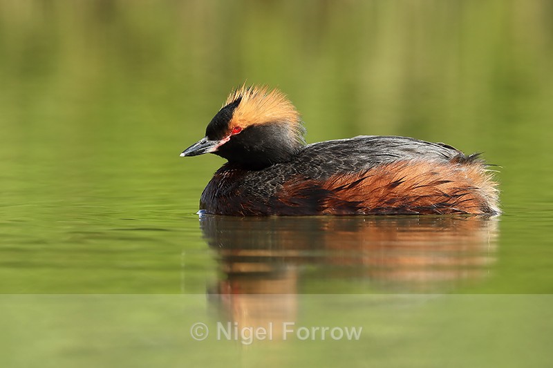 Slavonian Grebe reflection, Lake Myvatn, Iceland - Slavonian Grebe