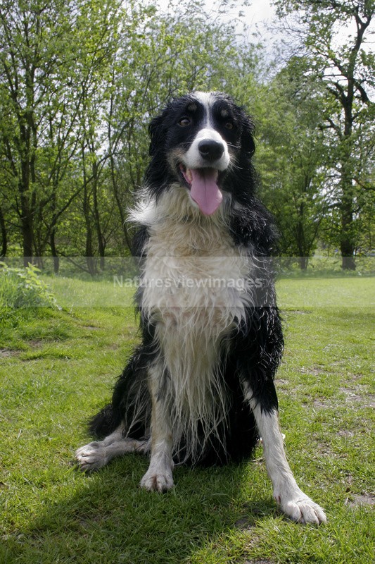 Brin 3 - Pet Photography