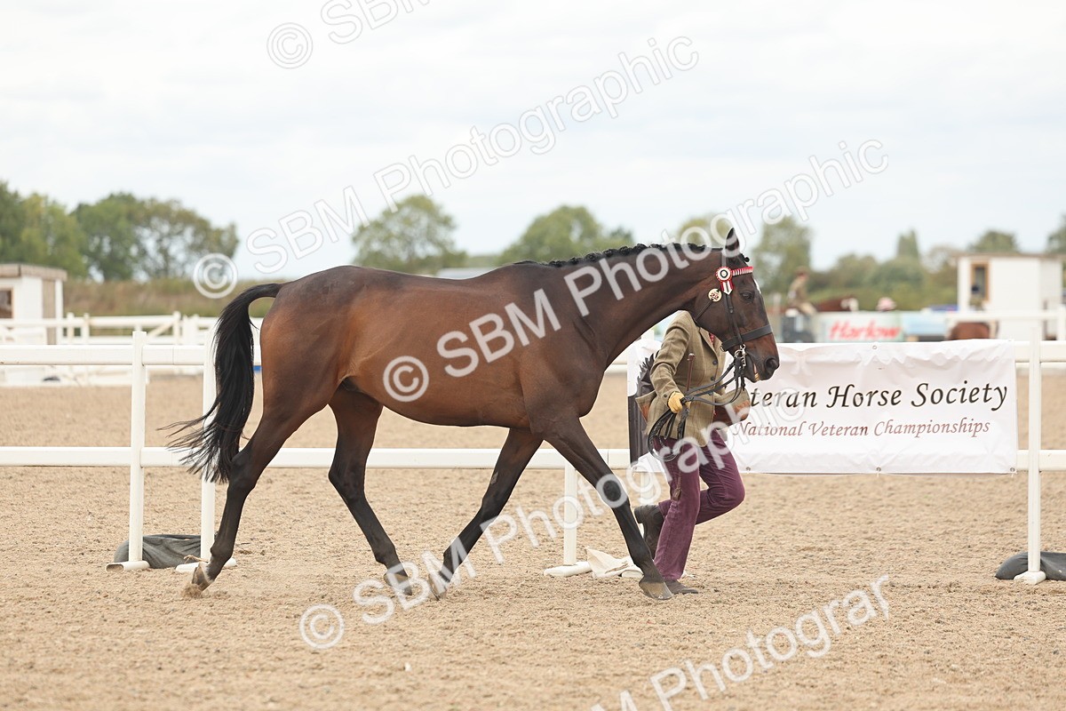 SBM_17055 - Class 313 - IH Retired Racehorse