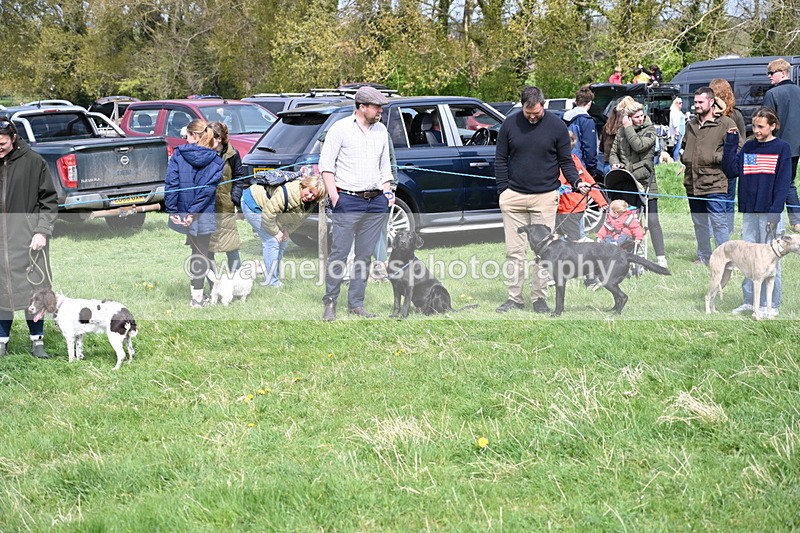 WJ6_8689 - Class 8 Best Working / Gun Dog or Bitch