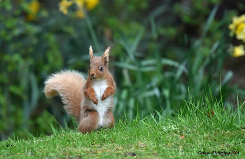 Red Squirrel - Wildlife