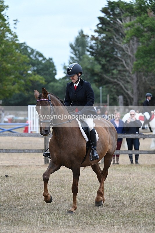 WJ7_0869 - Class 7 Riding Club Show Horse