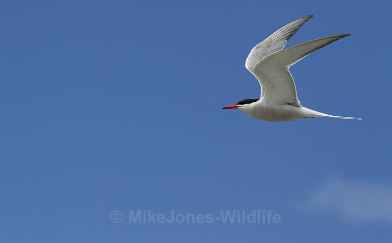 Common Tern, Cemlyn Bay, Anglesey, North Wales - Terns, Sandwich, Artic and Common