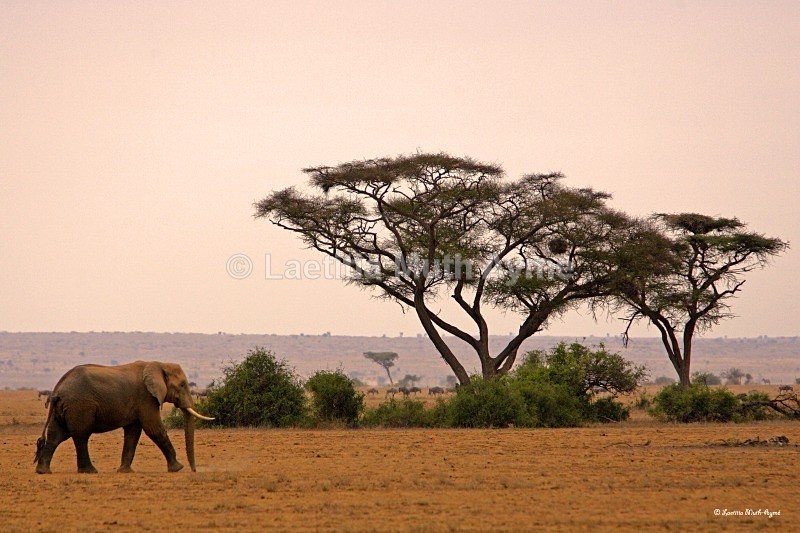 _M7B0075 Amboseli - Elephants