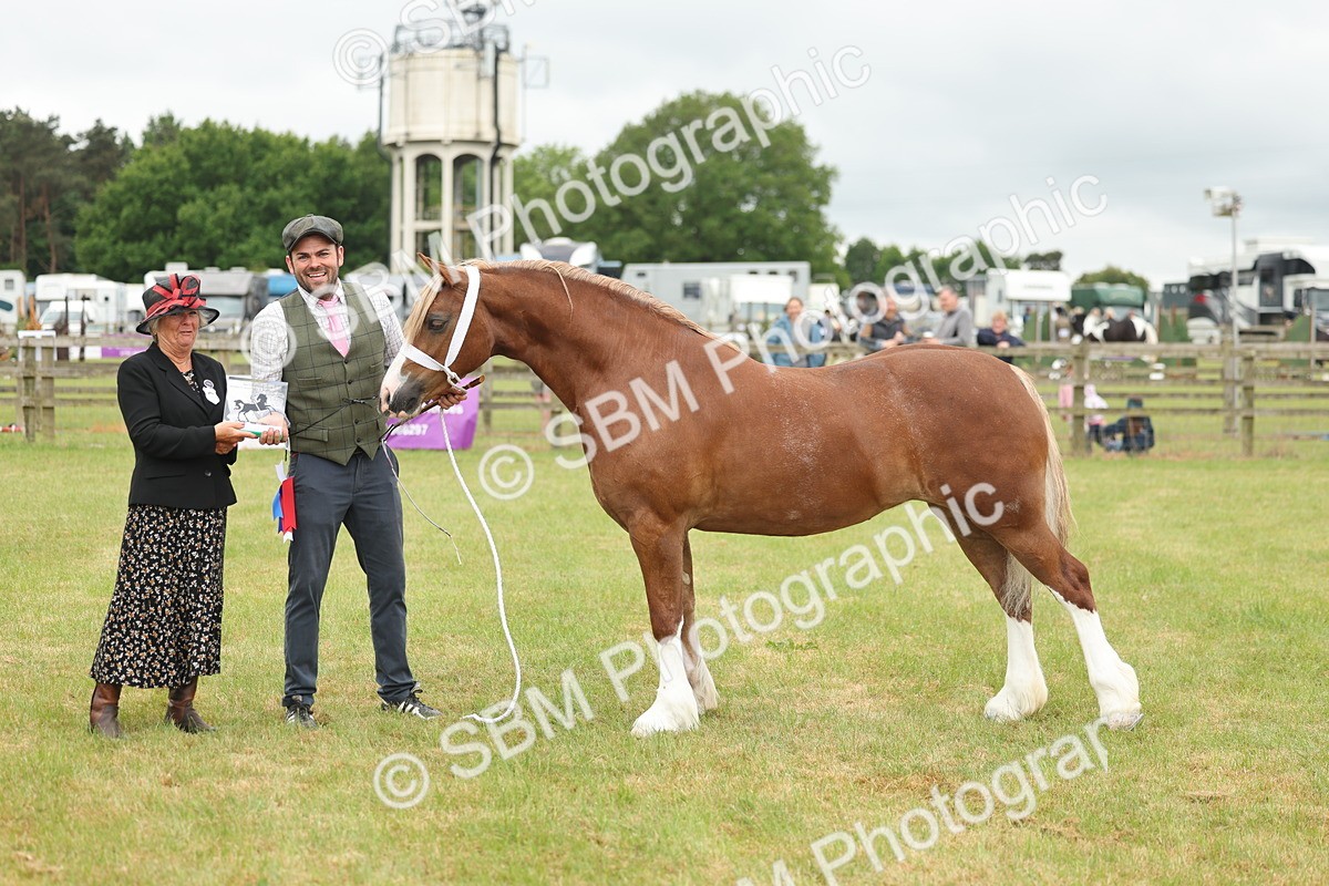 SBM_05028 - Class 50-57 - M&M Welsh Pony In Hand