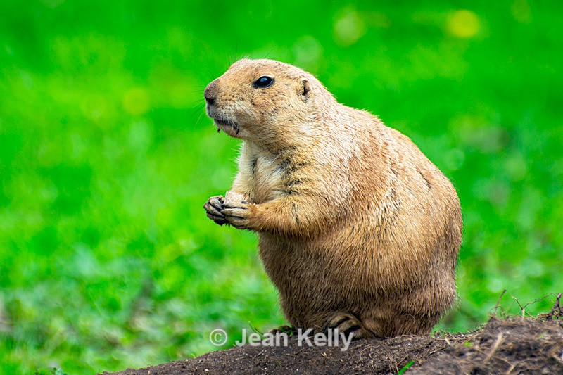 Black-tailed Prairie Dog - DSC_9402 - Black-Tailed Prairie Dogs