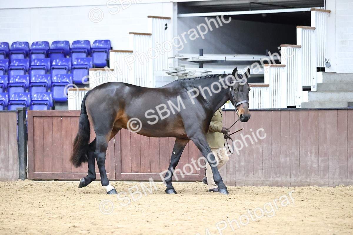 SBM_5713 - Class 3 - BSHA In Hand Show Hunter