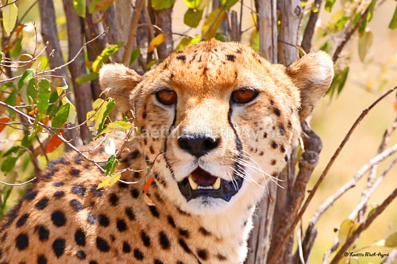 IMG_1450 Maasai Mara - Leos & Cheetahs
