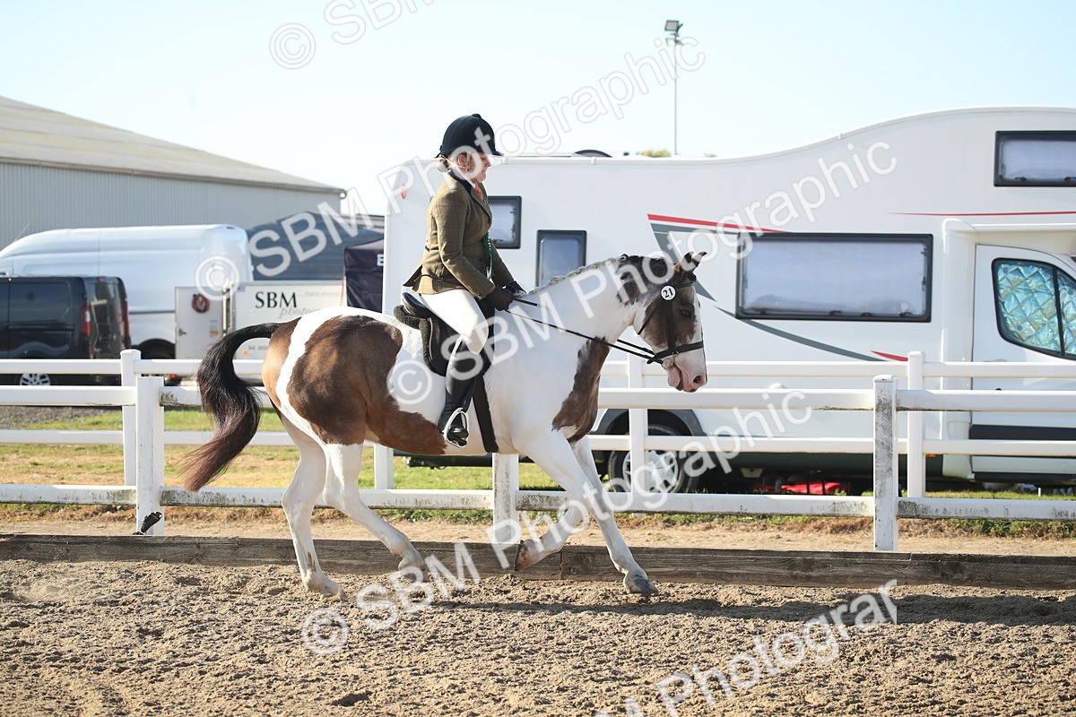 SBM_11606 - Class 502 - Riding Club Horse