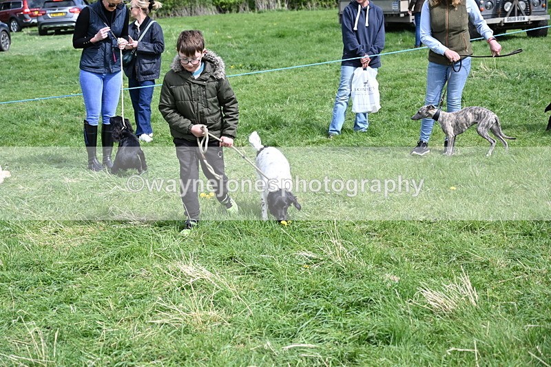 WJ6_9058 - Class 8 Best Working / Gun Dog or Bitch