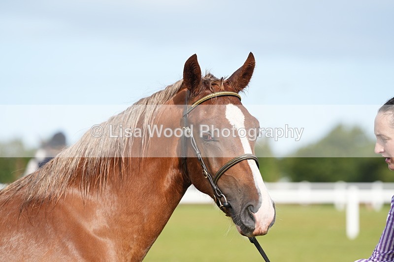 DSC04797 - Class 47: NPS M&M Yearling