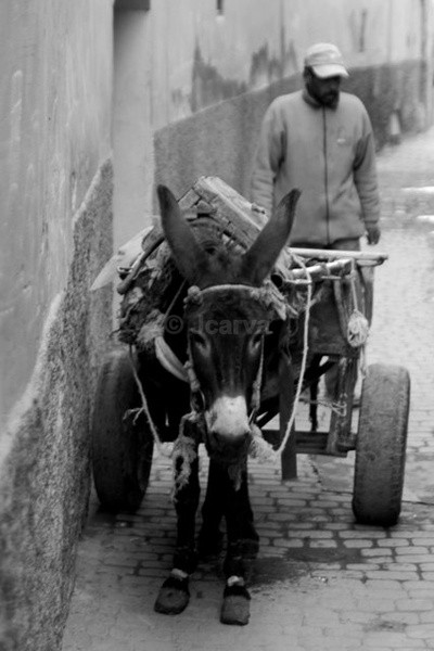 Parked - Marrakesh I