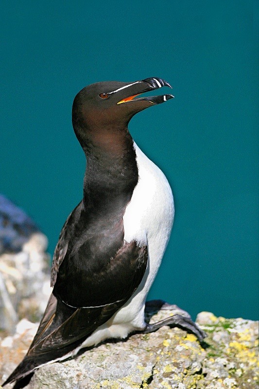 Razorbill, Irelands Eye - Birds