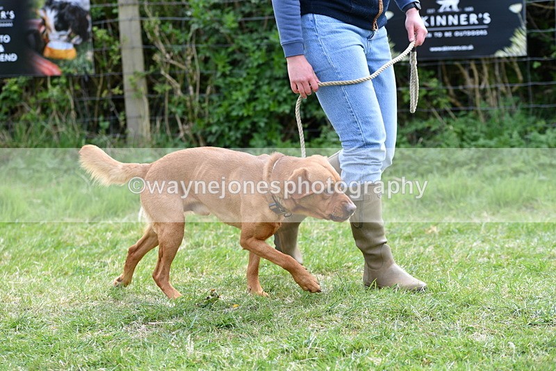 WJ5_9564 - Class 3 Most Handsome Dog