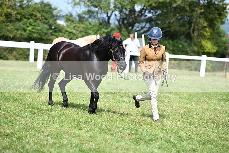 DSC_8395 - Class 68: Part Bred In Hand M & M