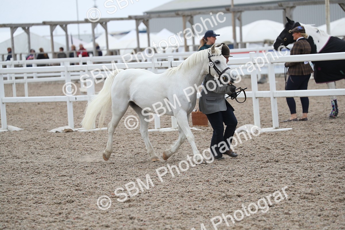 SBM_17947 - Class 317 IH Pure bred Horse/Pony