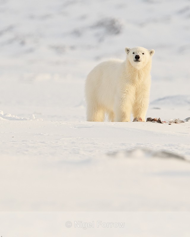 Polar Bear cub standing over Fulmar carcass, Svalbard, Norway - Polar Bear