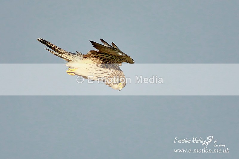 Kestrel 271012 9 - Nature