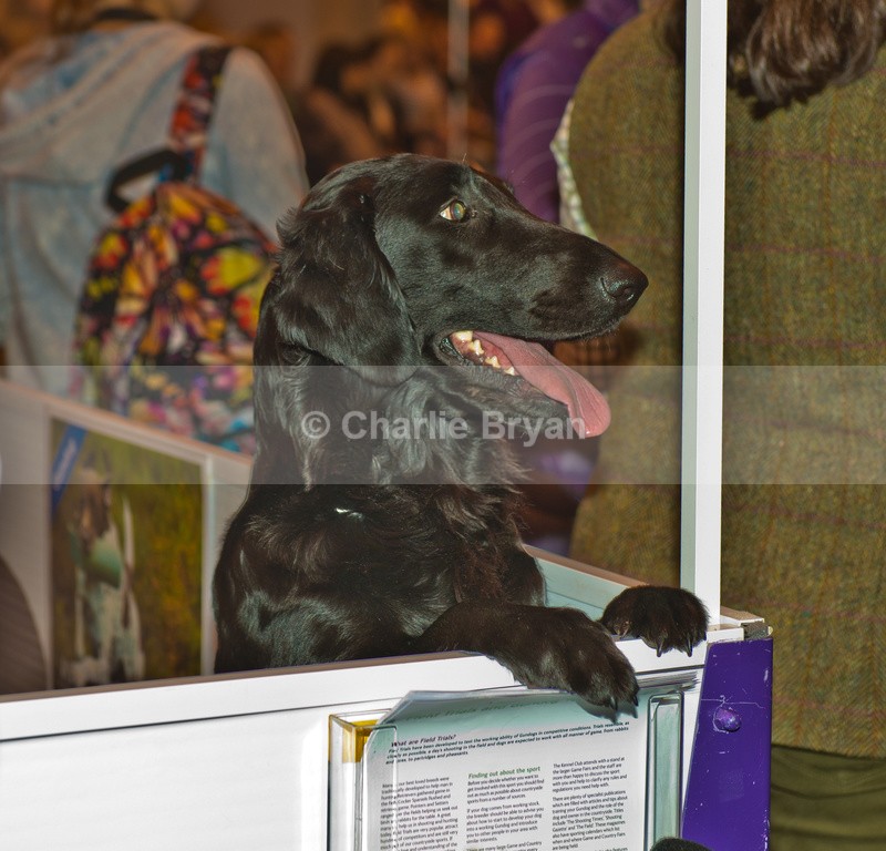  - Crufts 2015