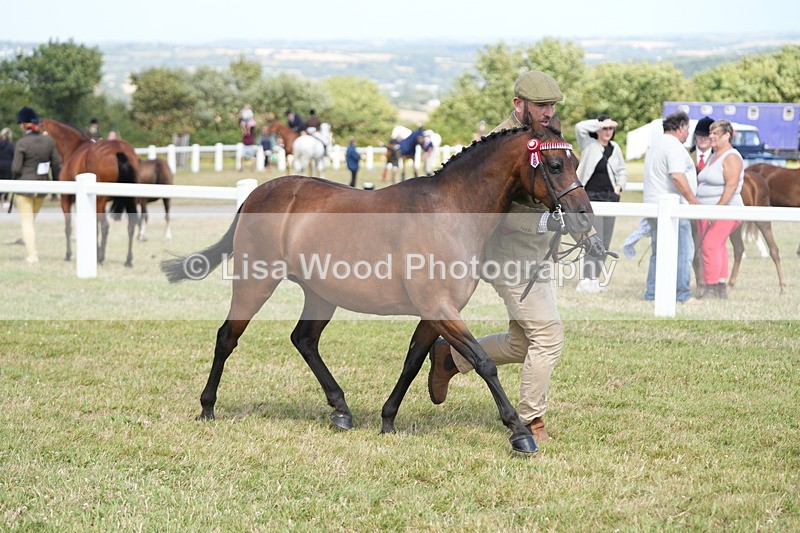 DSC07394 - Class 69: NPS Show Pony 4 years and over