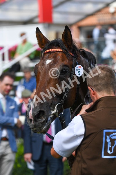 260823-Race 2-Middle Earth-0383 - Race 2 Sky Bet Melrose Handicap
