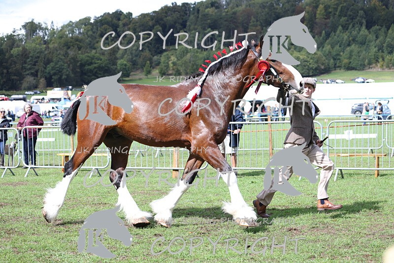 APP_3377 - Class 5 In Hand Championship