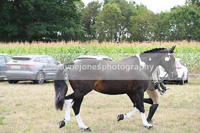 WJ6_6252 - Class 19 In-hand Veterans (Uploaded correct folder)