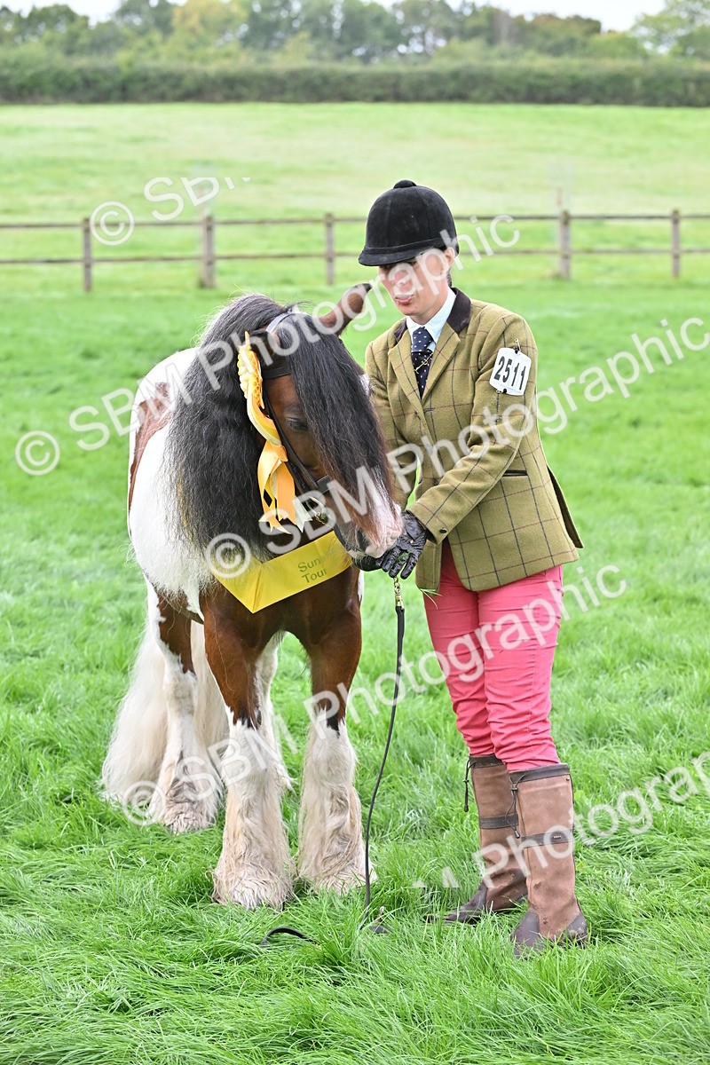 SBM_56968 - S45 - Coloured Pony In Hand