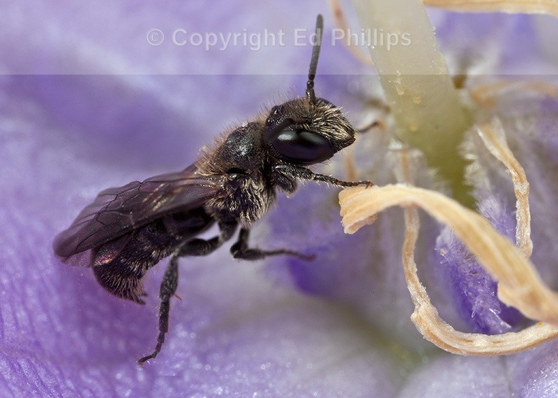 Chelostoma campanularum (m)