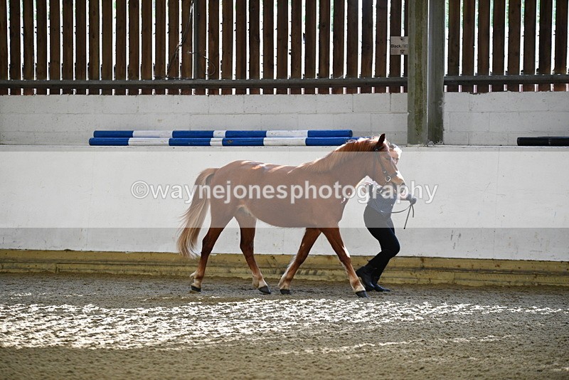 WJ5_3369 - Class 1 Youngstock