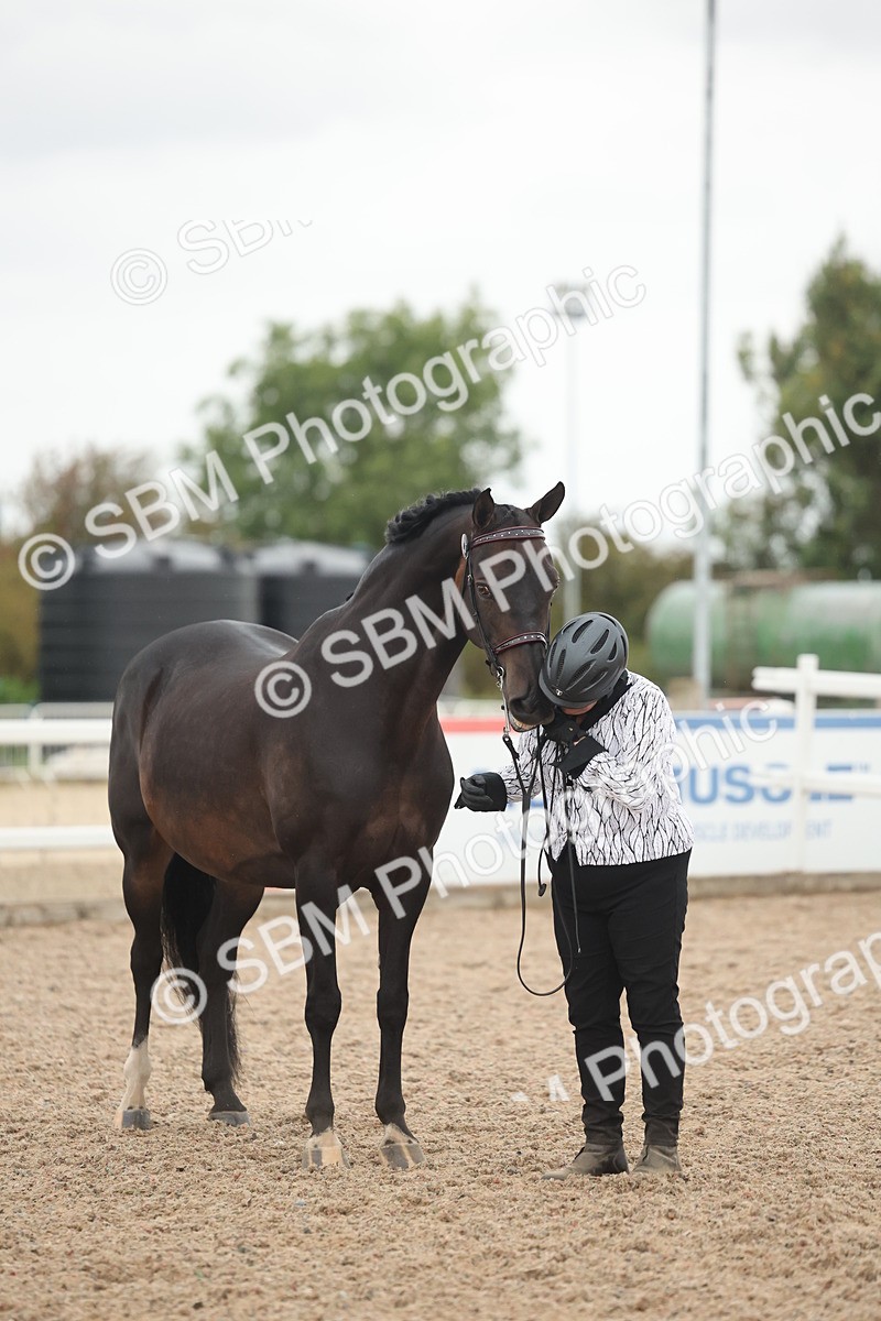 SBM_19396 - Class 317 - IH Pure Bred Horse-Pony