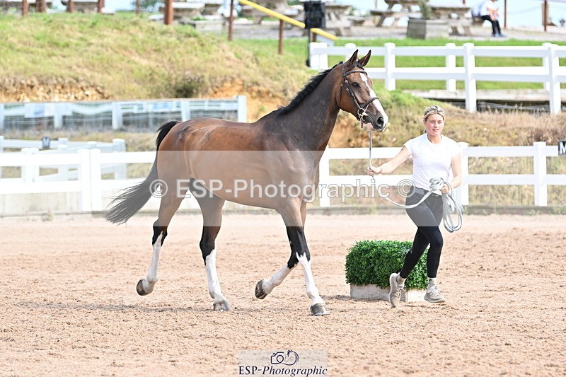 240717A-161955-03411 - Trot Up 4pm to 5pm