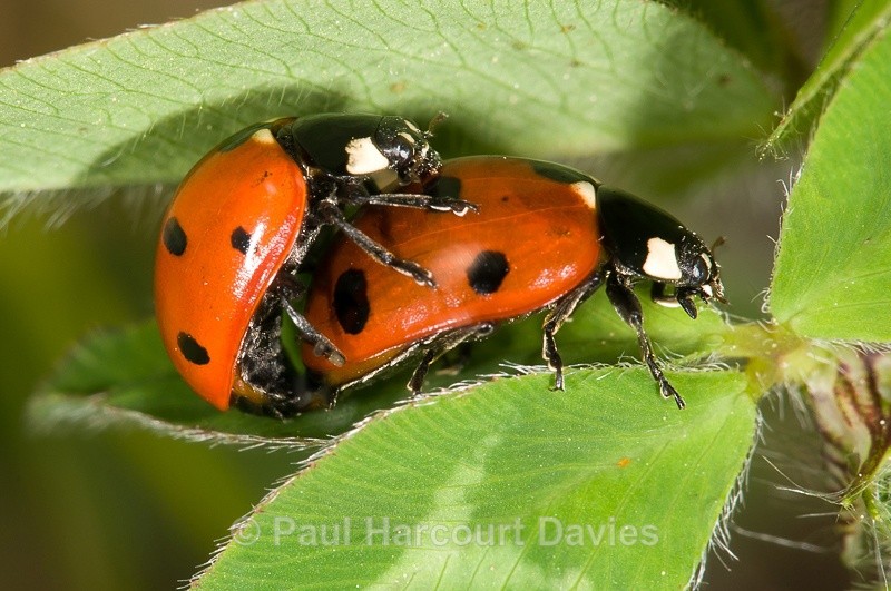  - Bugs: Macro insects