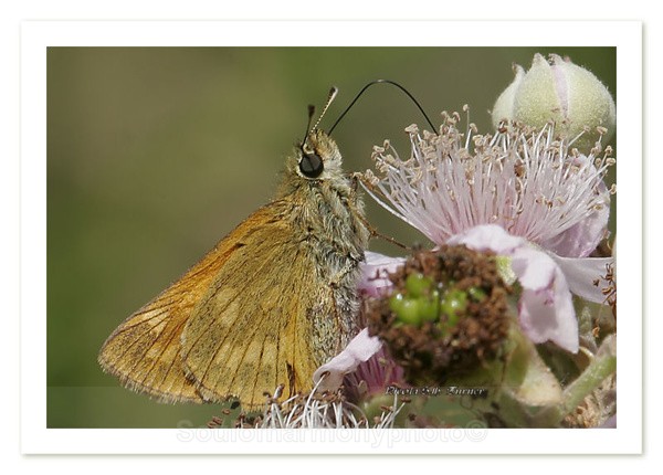 Meadow Life Skipper - Invertebrate's Macro
