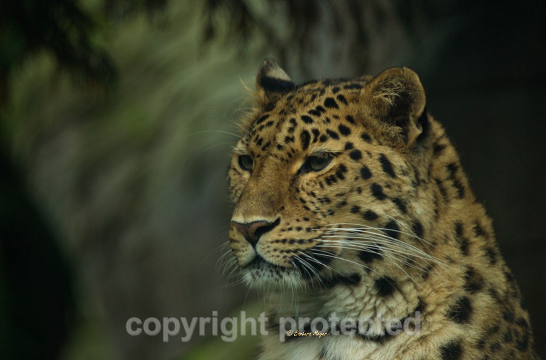 Amur Leopard - Esra - Big Cats