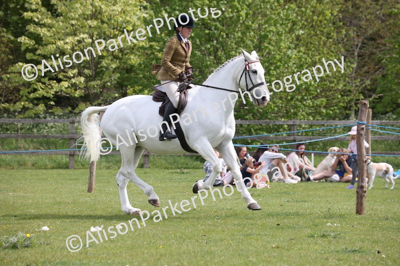 20260426-4359 - Class 34 - Best Riding Horse Over 14.2hh