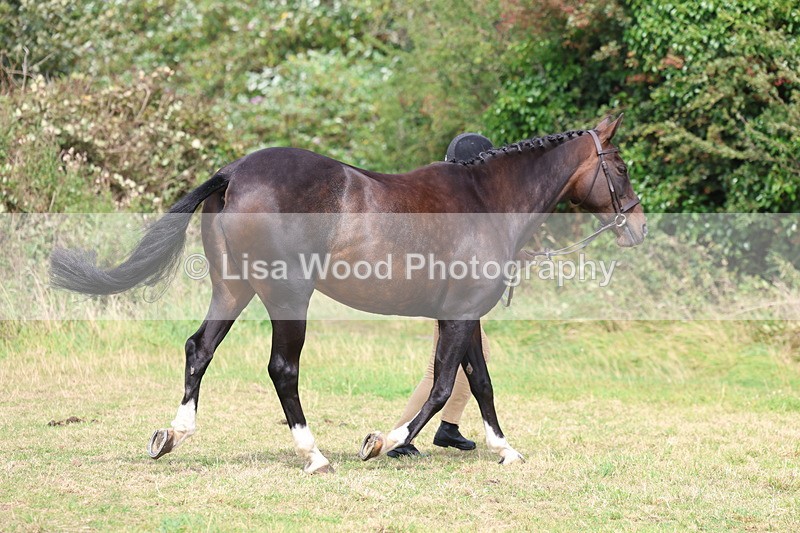 3E7A5524 - Class 20: Sports Horse In Hand