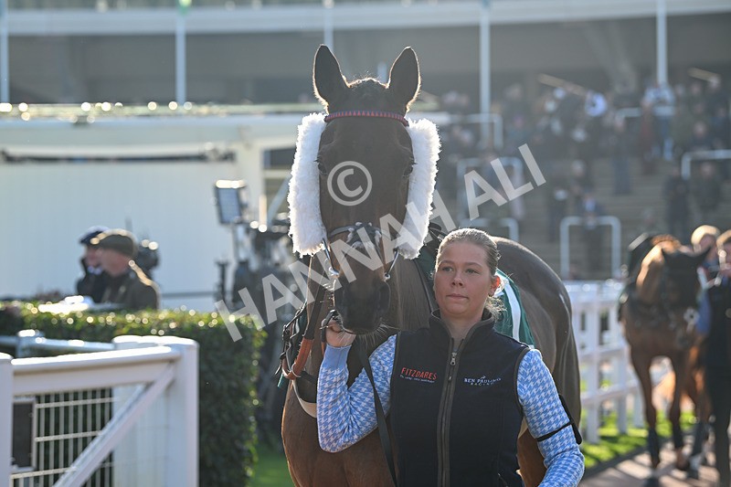 151124-Race 1-Paddock-Whatsupwithyou-7053 - Race 1